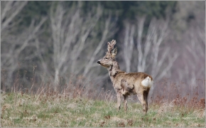<p>SRNEC OBECNÝ (Capreolus capreolus) Šluknovsko /European roe deer - Reh/</p>